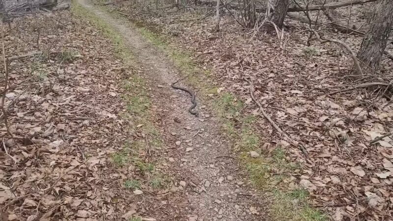 Appalachian Trail - wildlife